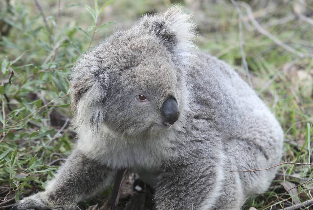 Koala causes car crash, walks away uninjured
