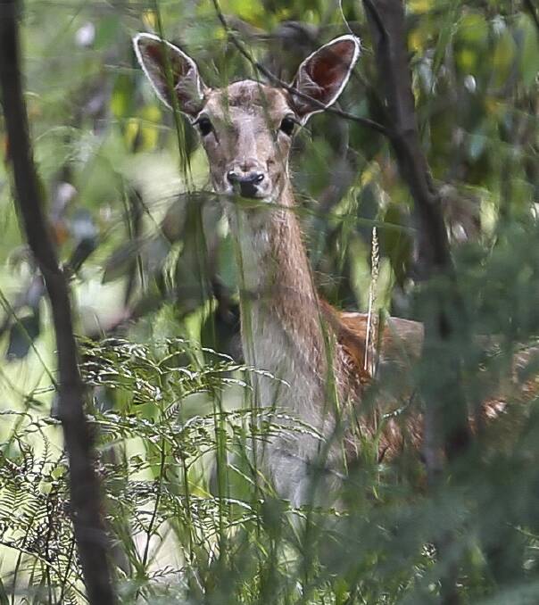 HUNTED: A wild deer, pictured in a forest area in the North East. 
