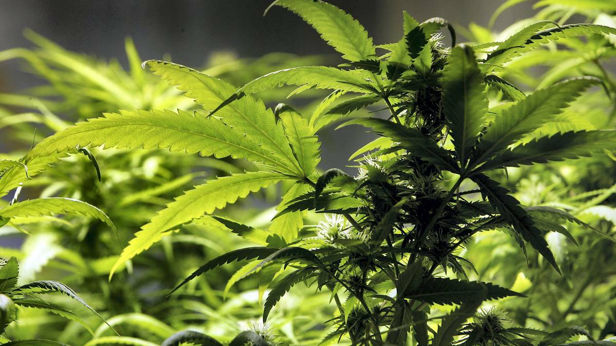 Cannabis plants seized in Wodonga