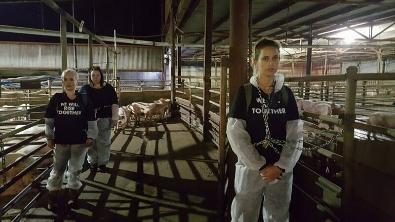 ON SITE: Animal activists chained themselves inside the Benalla abattoir last year. 