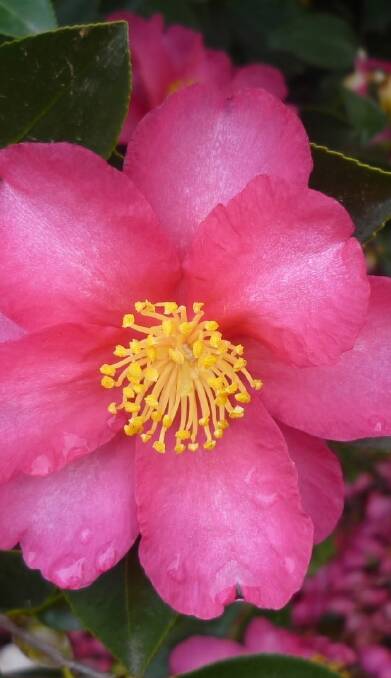 Blooming wonderful: The Hume Camellia Society is putting on its annual show at Lavington on the weekend, featuring The Ross Hayter Memorial Award.