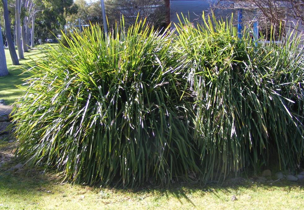 HAVEN: A clump of Lomandra on the grounds of Wodonga TAFE create a haven for local lizards and other fauna.