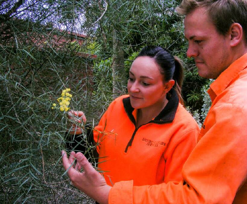 WATTLE: First-year gardening apprentices Cam Murray and Stephanie O’Keeffe from Enviro Culture Services checking out the first flowers on a Flinders Range wattle.