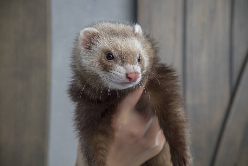 Ferrets are a favourite family pocket pet