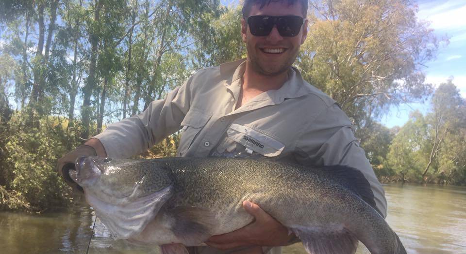 MONSTER: Nick Brooks pictured with a monster 106cm Murray cod. Cod is being caught pretty much everywhere in the district at the moment.