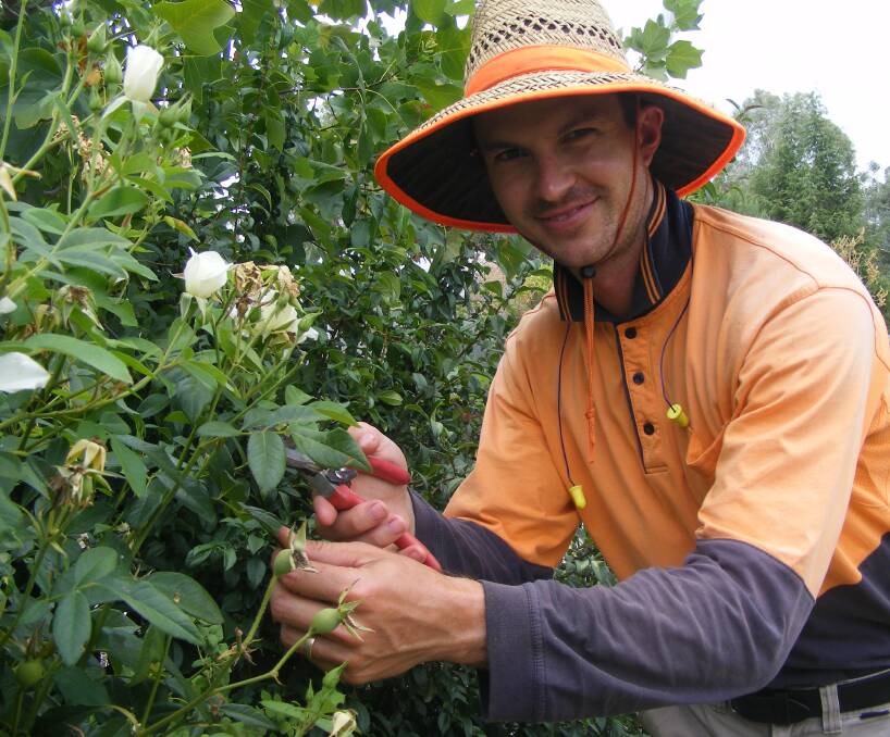 A GOOD PRUNE: Turf management apprentice at Wodonga TAFE, Luke Giles, carries out a bit of summer pruning on the roses.