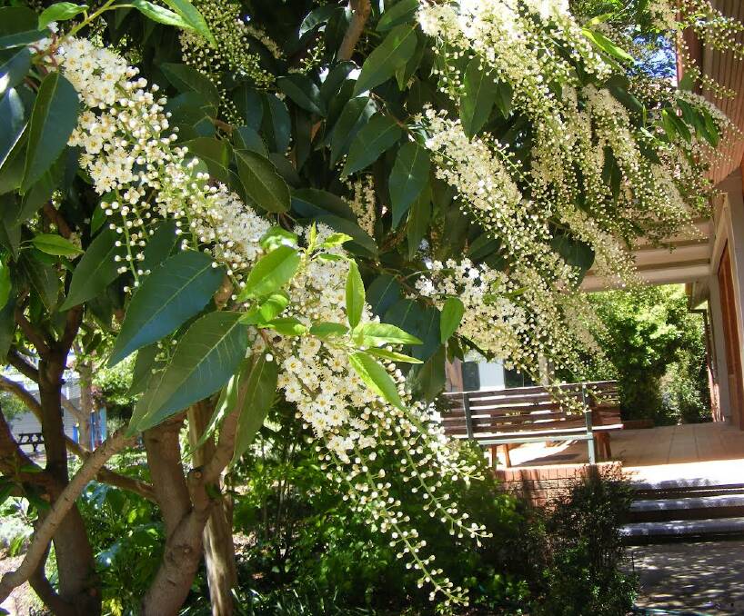 PERFUME: The Portuguese Laurel in flower at Wodonga TAFE. This plant needs a well-drained soil and as long as the drainage is fine it isn’t fussy about what type of soil it’s growing in. 