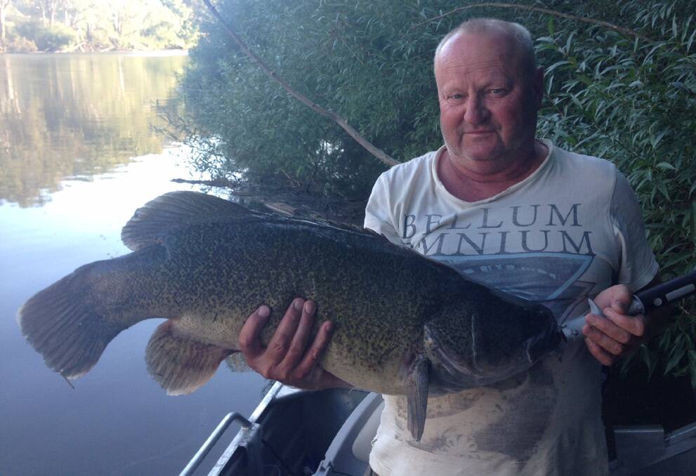 WHOPPER: Ricky Newbold shows off the 75cm Murray cod he caught at Jingellic. Murray cod are still biting across the region, with the Murray River a hot spot.