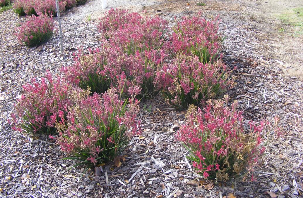 DECORATION: The clumping Kangaroo Paw is a delightful addition to any garden and stunning when mass planted. Clumping plants work well with rockeries and water features.  