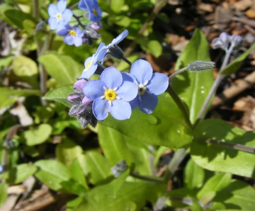 LOVED: A forget-me-not in flower in a garden bed at Wodonga TAFE. This cheery little flower has self-seeded at this location for a number of years.
