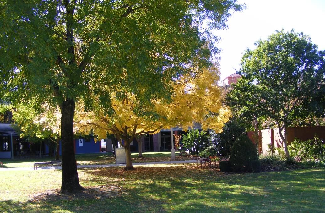 BEST TIME: Autumn is when most deciduous trees are at their best.  On the Wodonga TAFE campus the Golden Ash is bright and colourful. Look at all those leaves that can be used in the compost.