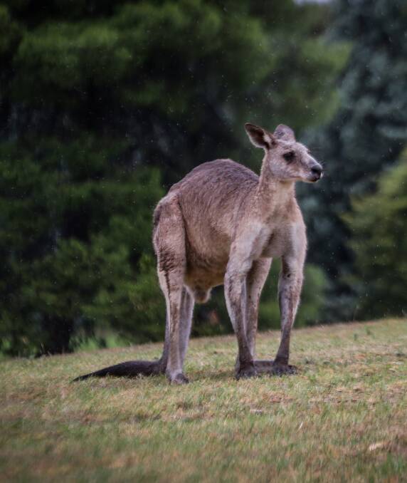 COUNTING: Time will tell how accurately it is possible to count kangaroos from a helicopter. Photo: JAMES WILTSHIRE