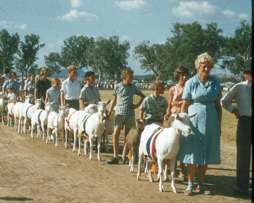 PARADE: A parade of prize-winning goats pictured at the 1962 Wodonga show. Photo donated by Elaine Mann. 