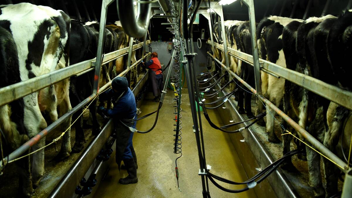 MILK MIX UP: The recent issues and confusion plaguing the dairy industry have been exacerbated by media hype. Photo: MARK JESSER