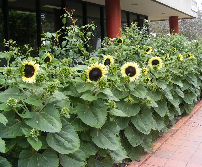 BEAUTY: Sunflowers all in a row at the Wodonga TAFE campus. Timetables for 2017 classes are almost ready, email AgHort@wodongatafe.edu.au for more information.