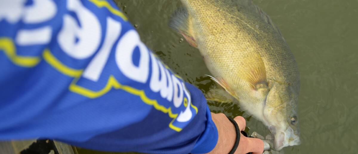 CATCH: Lake Hume is producing some nice yellowbelly at the moment. Black grubs are still accounting for the bulk of the yellas being caught.