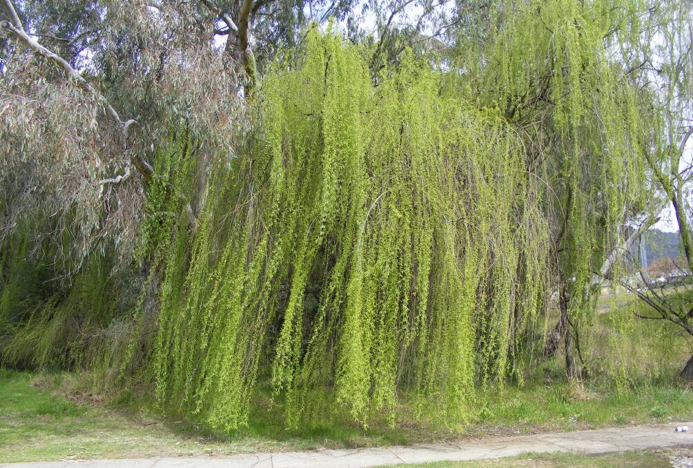 WILLOW: While lovely in appearance, willows are an invasive species of trees. There are many species in the Albury-Wodonga region including the weeping willow.