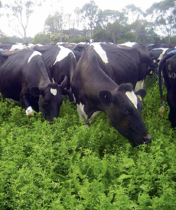 REST: The importance of resting lucerne after grazing or cutting is well documented. 