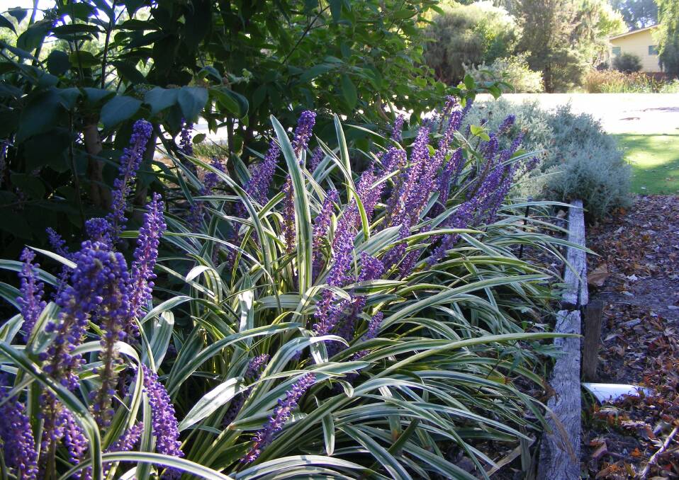 STUNNING: The variegated liriope growing in the grounds at Wodonga TAFE, a stunning plant for partly-shaded areas.