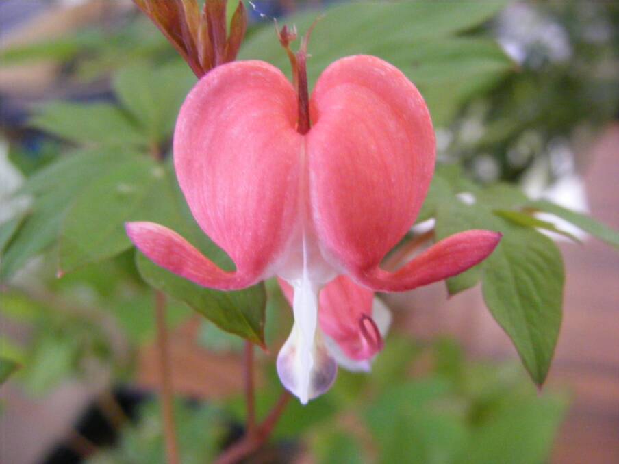 DELICATE: The delicate flower of the bleeding heart – an unusual plant to grow and display. The bleeding heart has been a favourite plant in many gardens for a great number of years.  