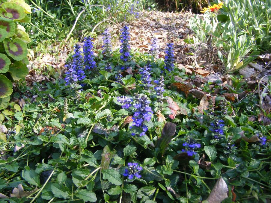 COLOUR: Bugleweed is a cheerful, low-growing, low-maintenance plant that brightens the garden beautifully and encourages bees to the garden.