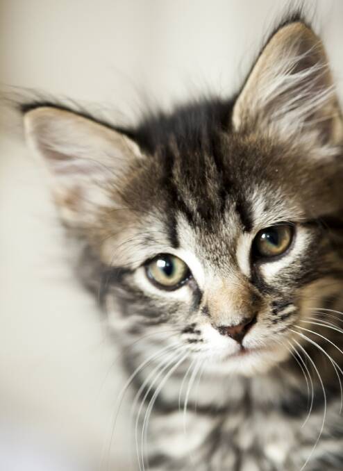 SAFE: Albury RSPCA urges cat owners to help keep their furry friends safe.