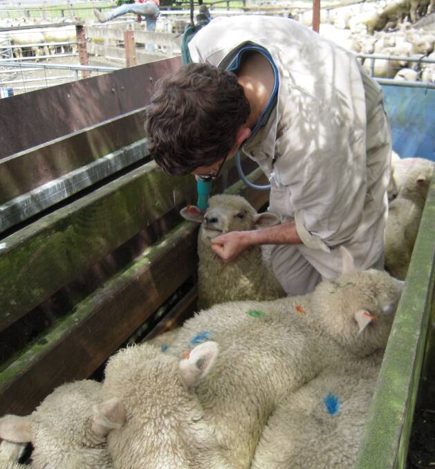 MONITOR: Drenching sheep is a vital part of keeping sheep free of parasites and worms.