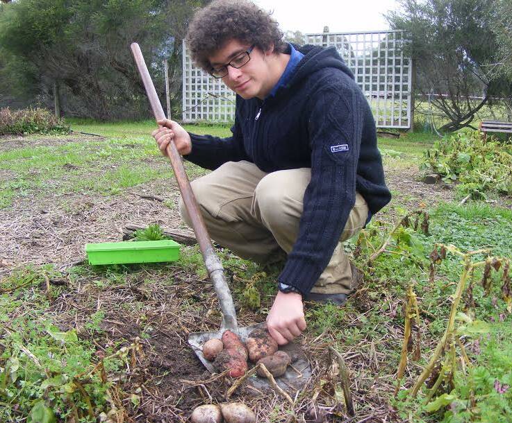 EASY TO GROW: James Farmer, a horticultural student at Wodonga TAFE, digging potatoes. Potatoes are easy to grow and easy to harvest. Spuds can be planted from around August to October, give or take a few weeks.