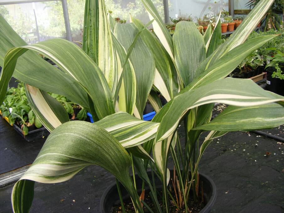 IRON CLAD: An aspidistra, pictured here in the Wodonga TAFE nursery, is one of the toughest indoor plants and a great starting point if you have struggled to keep indoor plants alive.