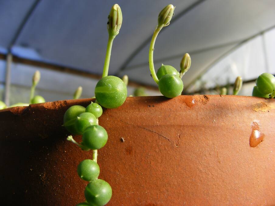 INTERESTING: String of Pearls is an amazing little succulent plant. This example in the Wodonga TAFE nursery is in bud and nearly ready to flower.