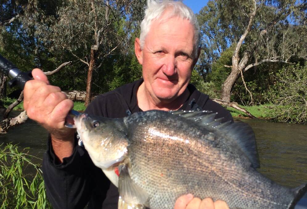 RELEASED: Nev Chant caught and released this huge golden perch, weighing 8.5lb, in the Murray River. The Leigh Martin Mercury Classic is on at Lake Hume this weekend.