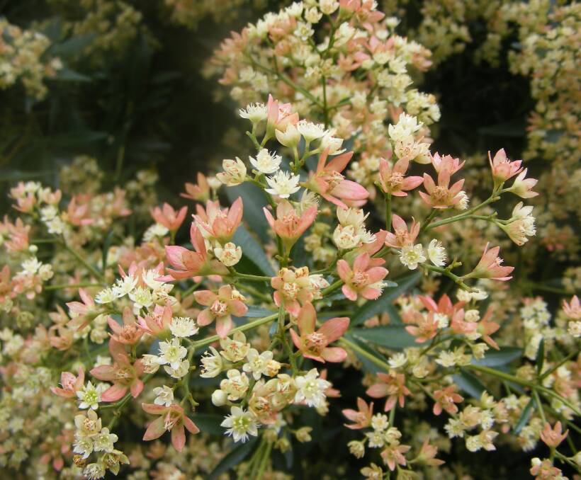 COLOUR: The NSW Christmas Bush – a bit late with its colour this year, but well worth the wait. This shrub is fairly ordinary for most of the year but in late spring it’s covered with small white flowers. 