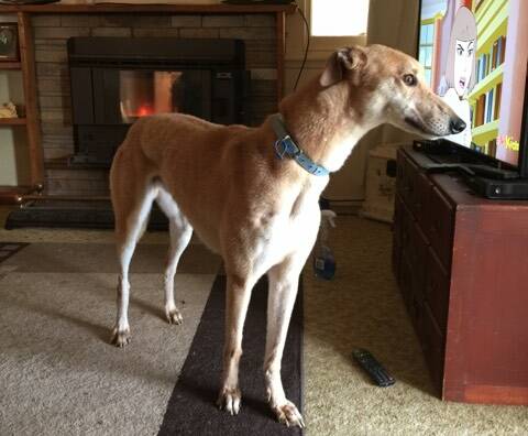CARE: Buddy is a two-year-old greyhound who is looking for a foster family.