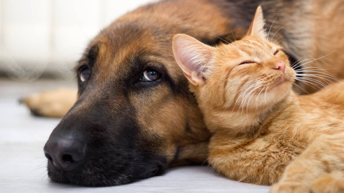 Protect your family pet from ferocious fleas this spring