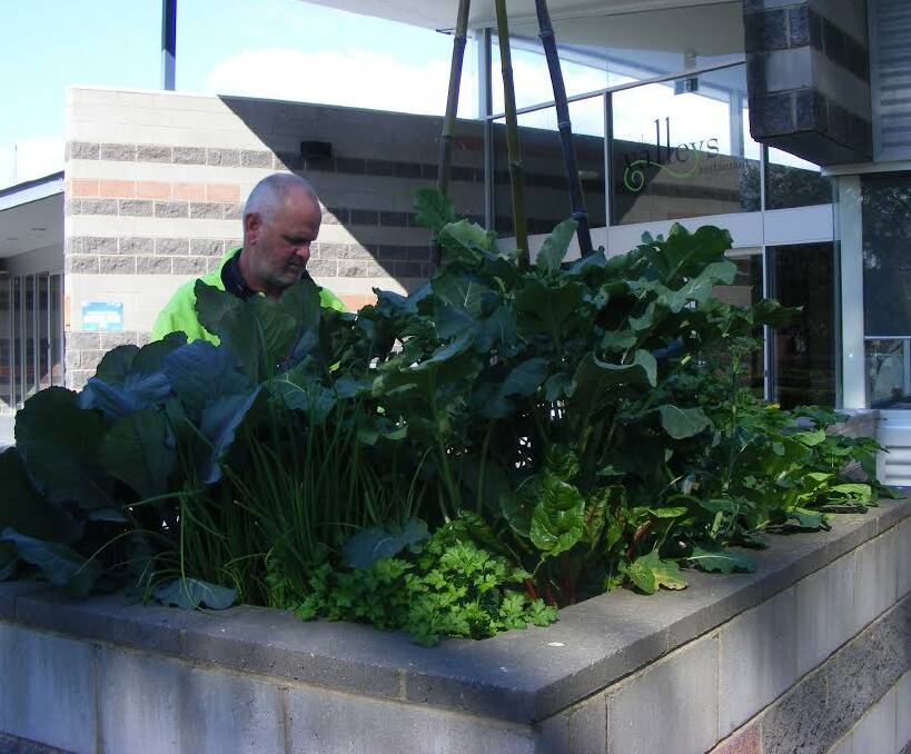 UNUSUAL GARDENS: Matt Corr, head gardener at Wodonga TAFE, with one of his potager gardens. Planter boxes that once held flowering ornamentals now produce all sorts of edible plants.