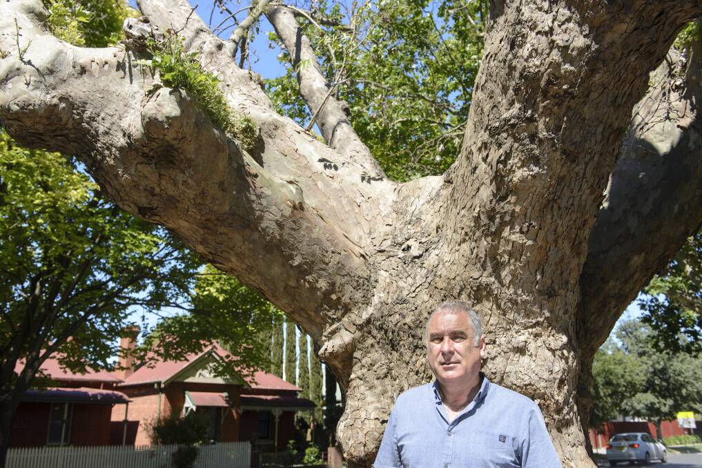 Living in hope: Murray King with the tree he wants to save from being cut down by the council after it showed signs of regrowth. Picture: SIMON BAYLISS