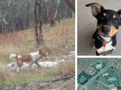 A family is mourning after their beloved pet Kelpie was killed in a wild dog attack. Pictures supplied