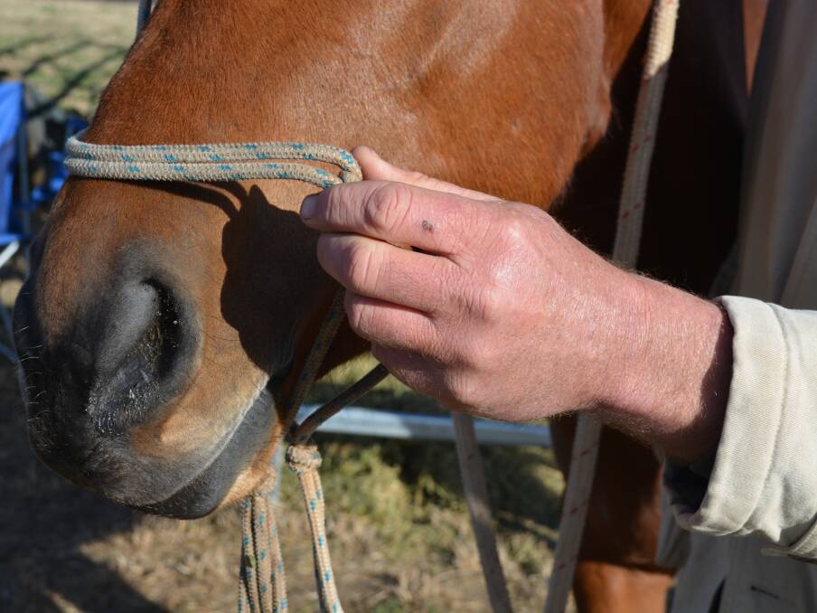 Hundreds of horses have been found slaughtered on a rural property near Wagga. File picture