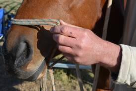 Hundreds of horses have been found slaughtered on a rural property near Wagga. File picture