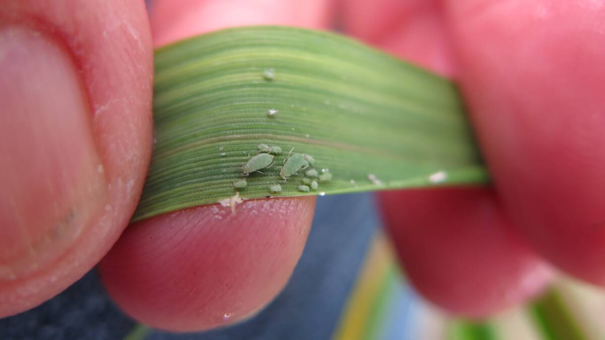 SPRINGTIME PEST: Grain growers to be vigilant when it comes to monitoring crops for Russian Wheat Aphid.