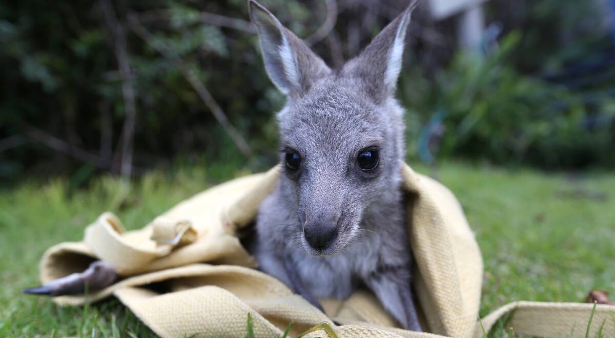 Feeling safe: Hollee the nine-month-old joey kangaroo is being hand-raised after her mother was killed. Pictures: Elenor Tedenborg