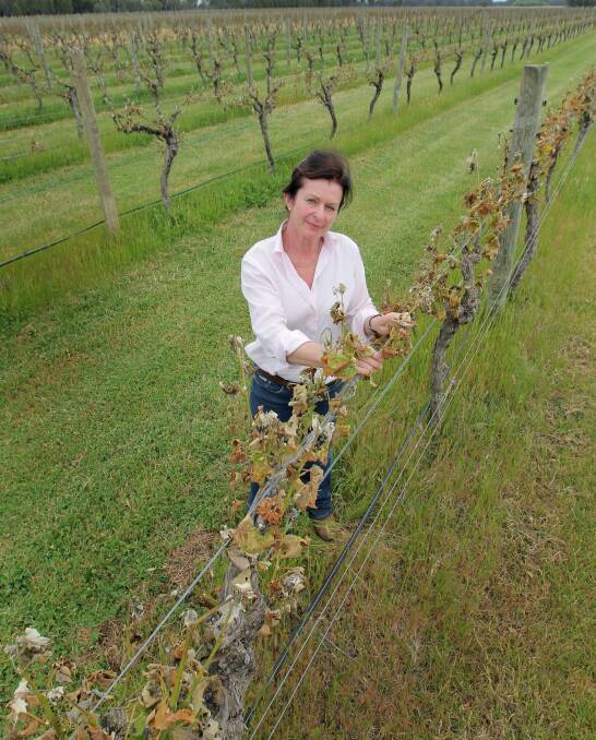 Vintage recovery: Wendy Killleen in October of 2013, when frost turned 90 per cent of Stanton and Killeen's vines black. The winery has made a strong recovery.