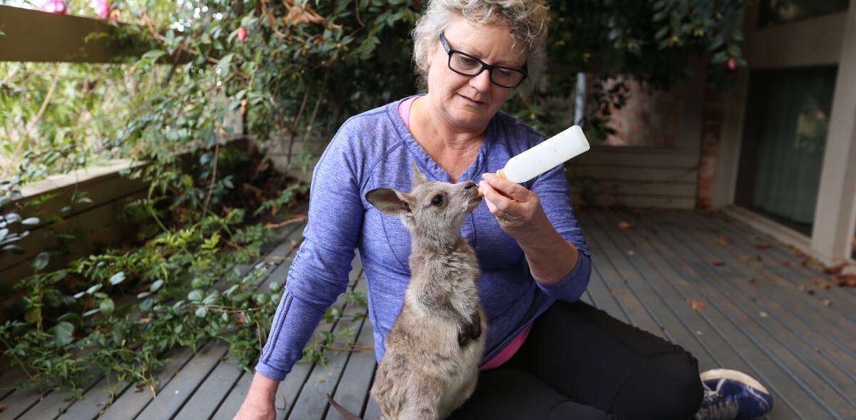 Thriving: Hollee will be at the home of WIRES volunteer Christine Fowler for about another month before moving to bigger property to be socialised with other kangaroos.