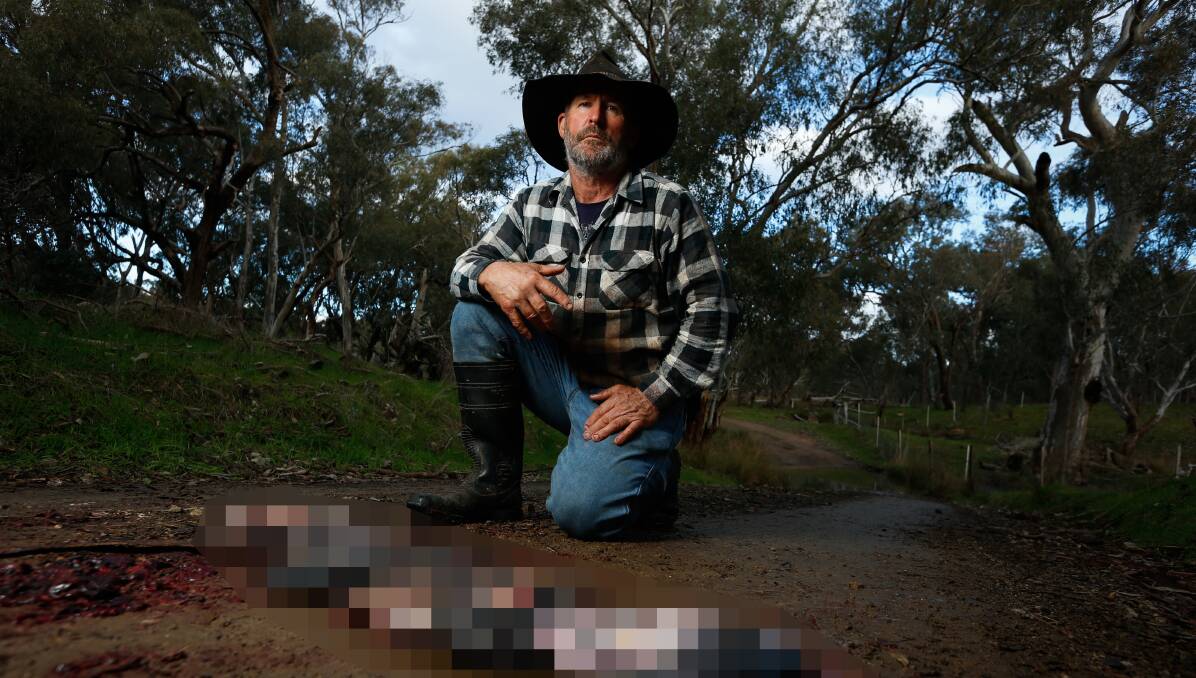Disgusting act: Springhurst farmer Terry Brown with some of the unborn piglets left on a road next to his property. Picture: Mark Jesser