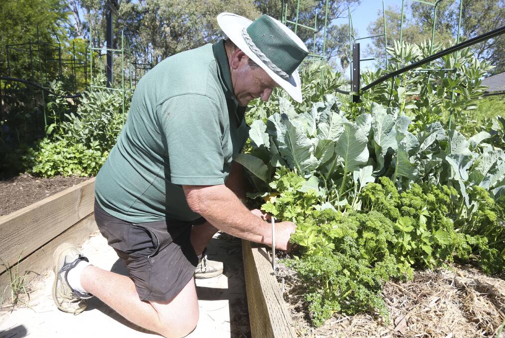 GROWING THEN GIVING: Birallee Park Neighbourhood House volunteer John Harding works in the vegetable patch, which provides ingredients for the group's food relief program. Picture: ELENOR TEDENBORG