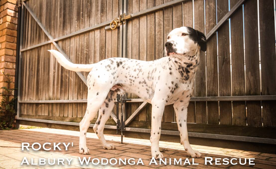 Take a look at some of the Albury Wodonga Animal Rescue dogs needing new homes. 