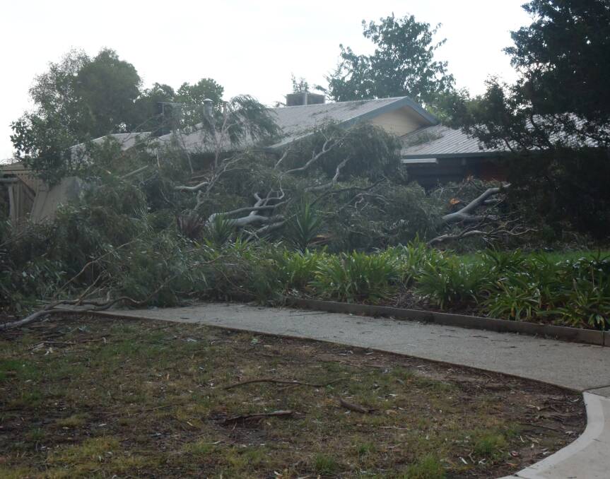 AFTERMATH: More than 200 trees came down in the Wodonga area during Monday's storm.