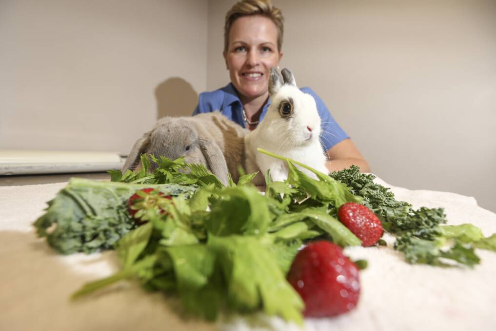 TASTY TREATS: Stan and Simon seem more interested in their salad than any needles, but Family Vet Centre's Nadine Miller says the monthly vaccination clinics help promote other rabbit health messages. Picture: JAMES WILTSHIRE