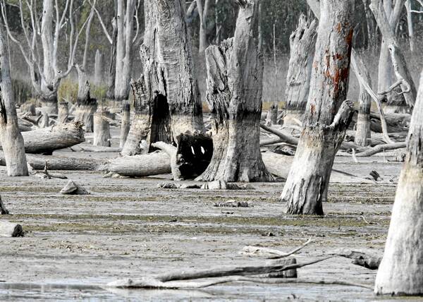 ABOVE, RIGHT AND BELOW: Lake Mulwala between Yarrawonga and Bundalong is near empty in a bid to rid the waterway of a South American weed.Pictures: PETER MERKESTEYN