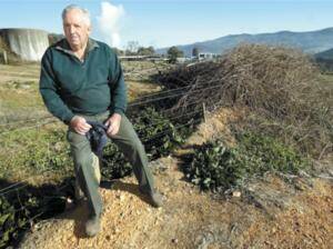 Geoff Cheshire in front of some sprayed blackberries at the Myrtleford abattoir site. Picture: SIMON GROVES